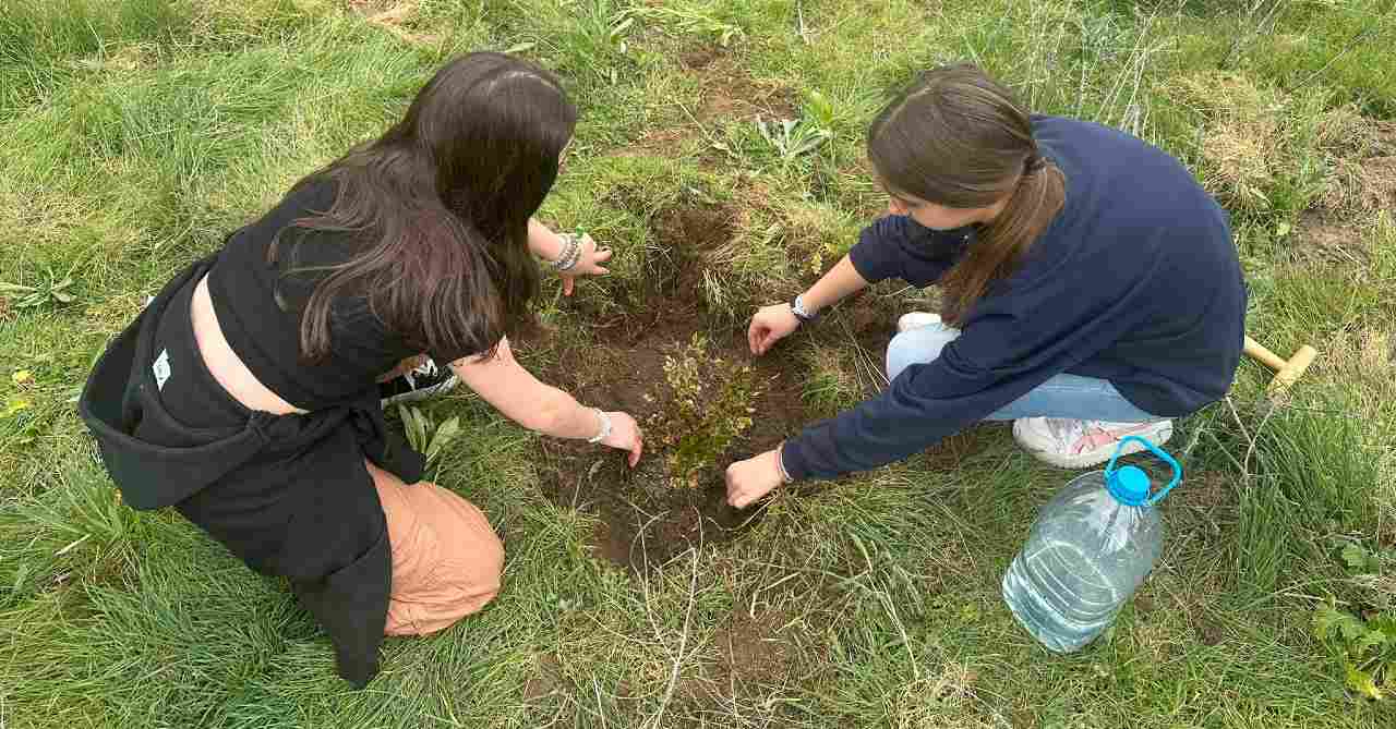 Plantaciones en Segovia