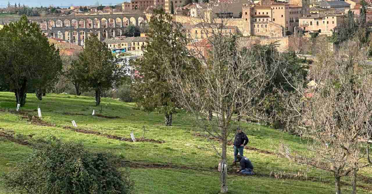 Plantación en el parque del Cementerio